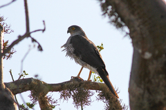 Accipiter madagascariensis