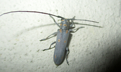 Prosopocera wahlbergi