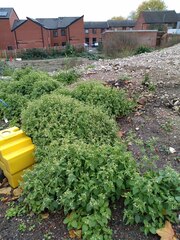 Galinsoga quadriradiata