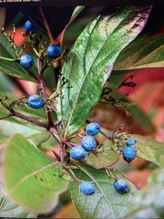 Viburnum nudum