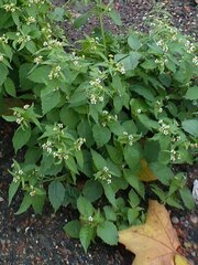 Galinsoga quadriradiata