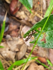 Ectatomma tuberculatum