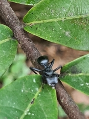 Cephalotes atratus