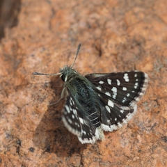 Spialia
