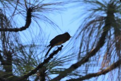 Mitrephanes phaeocercus