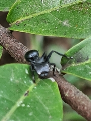 Cephalotes atratus