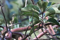 Saucerottia beryllina
