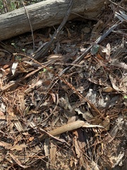 Platanthera transversa