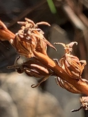 Platanthera transversa