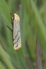 Carcinopodia