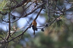 Mitrephanes phaeocercus