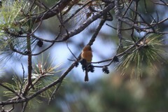 Mitrephanes phaeocercus