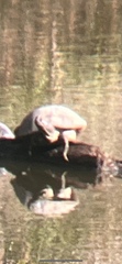 Pseudemys