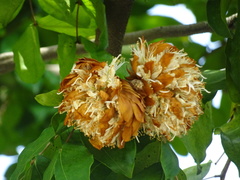 Maniltoa browneoides