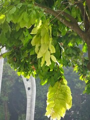 Maniltoa browneoides