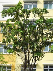 Maniltoa browneoides