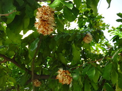 Maniltoa browneoides