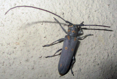 Prosopocera wahlbergi