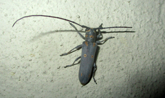 Prosopocera wahlbergi