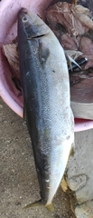 Seriola dumerili