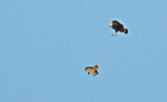 Parabuteo unicinctus