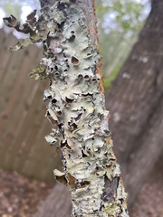 Parmotrema submarginale