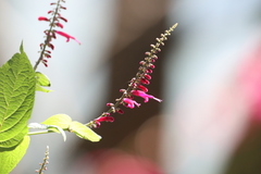 Salvia iodantha