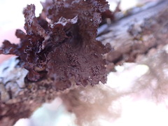 Tuckermanopsis platyphylla