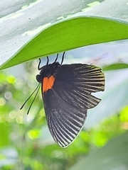 Hades noctula