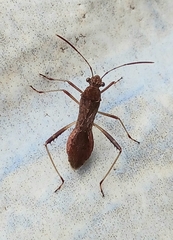 Neomegalotomus parvus