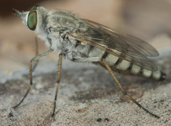 Acrosathe annulata