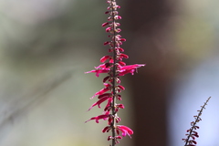 Salvia iodantha