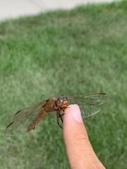 Libellula croceipennis