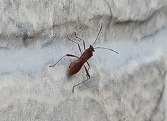 Neomegalotomus parvus