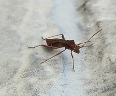 Neomegalotomus parvus