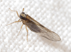 Muellerianella laminalis