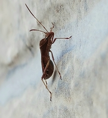 Neomegalotomus parvus