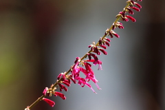 Salvia iodantha