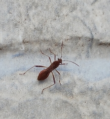 Neomegalotomus parvus