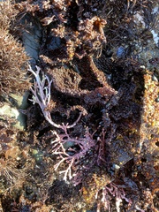 Calliarthron tuberculosum