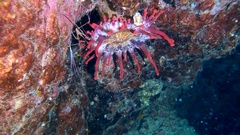 Telmatactis cricoides