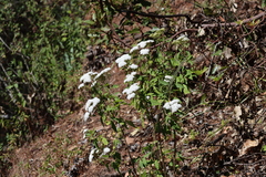 Stevia serrata