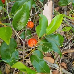 Petalostigma triloculare