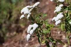 Stevia serrata