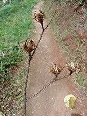 Hibiscus macrophyllus