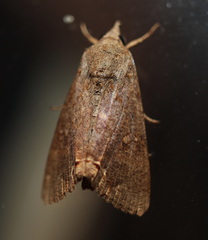 Hypocala deflorata