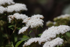 Stevia serrata