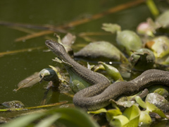 Thamnophis melanogaster