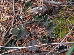 Peltigera malacea