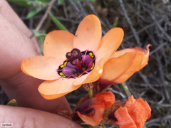 Sparaxis elegans